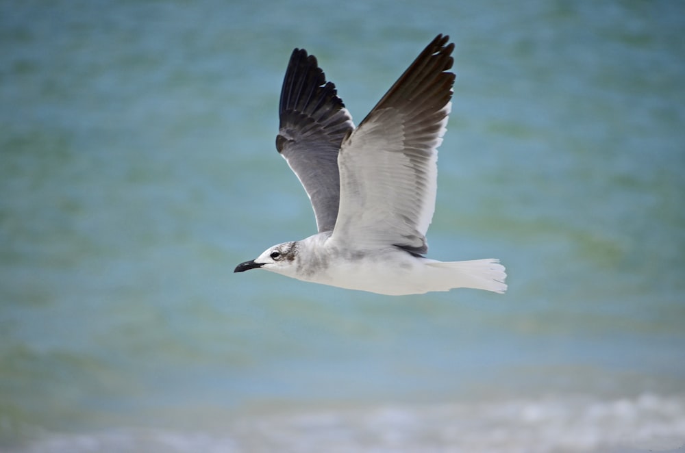 white seagull flying over a body of water