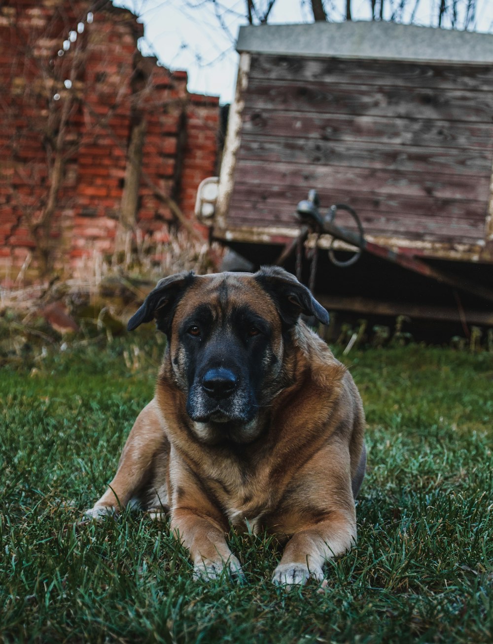 tan and black dog laying on grass