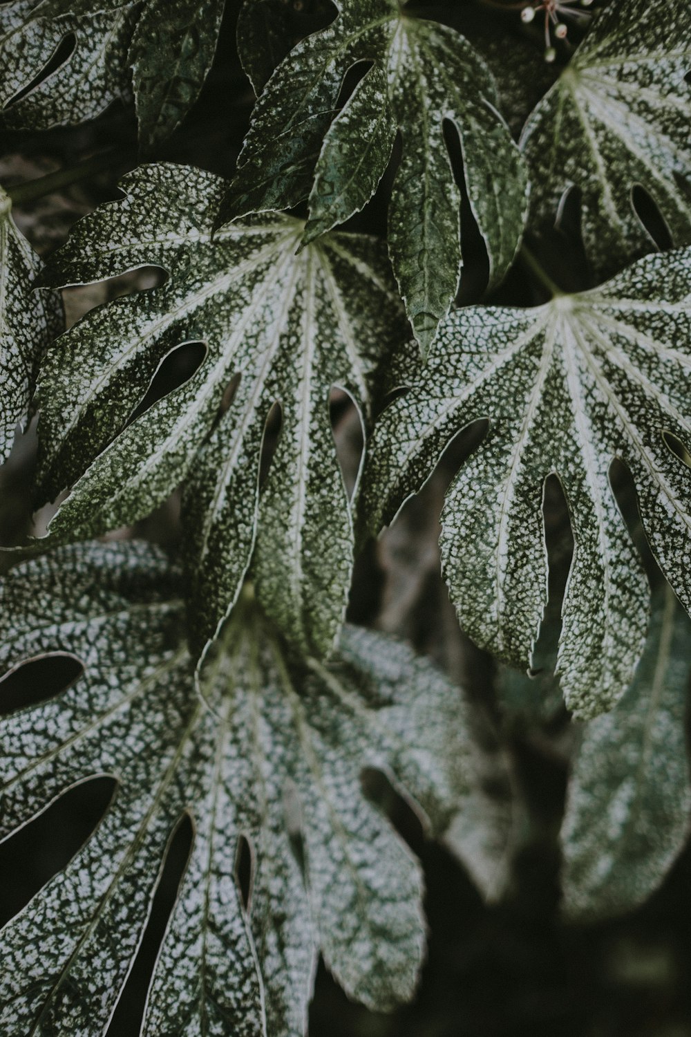 closeup photo of green leafs