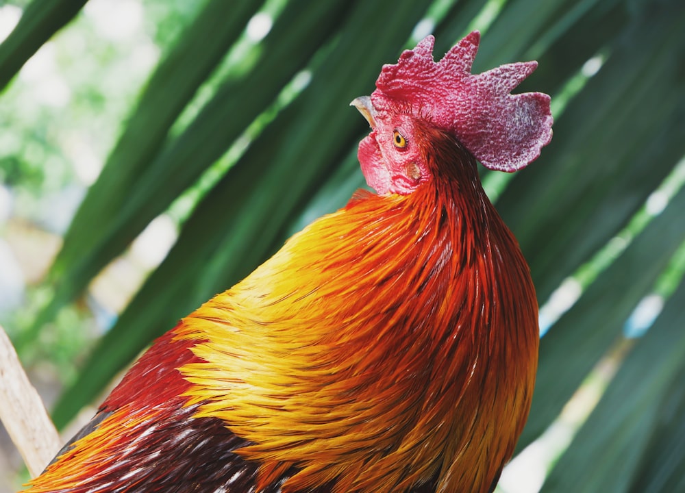 close-up photography of orange and red rooster