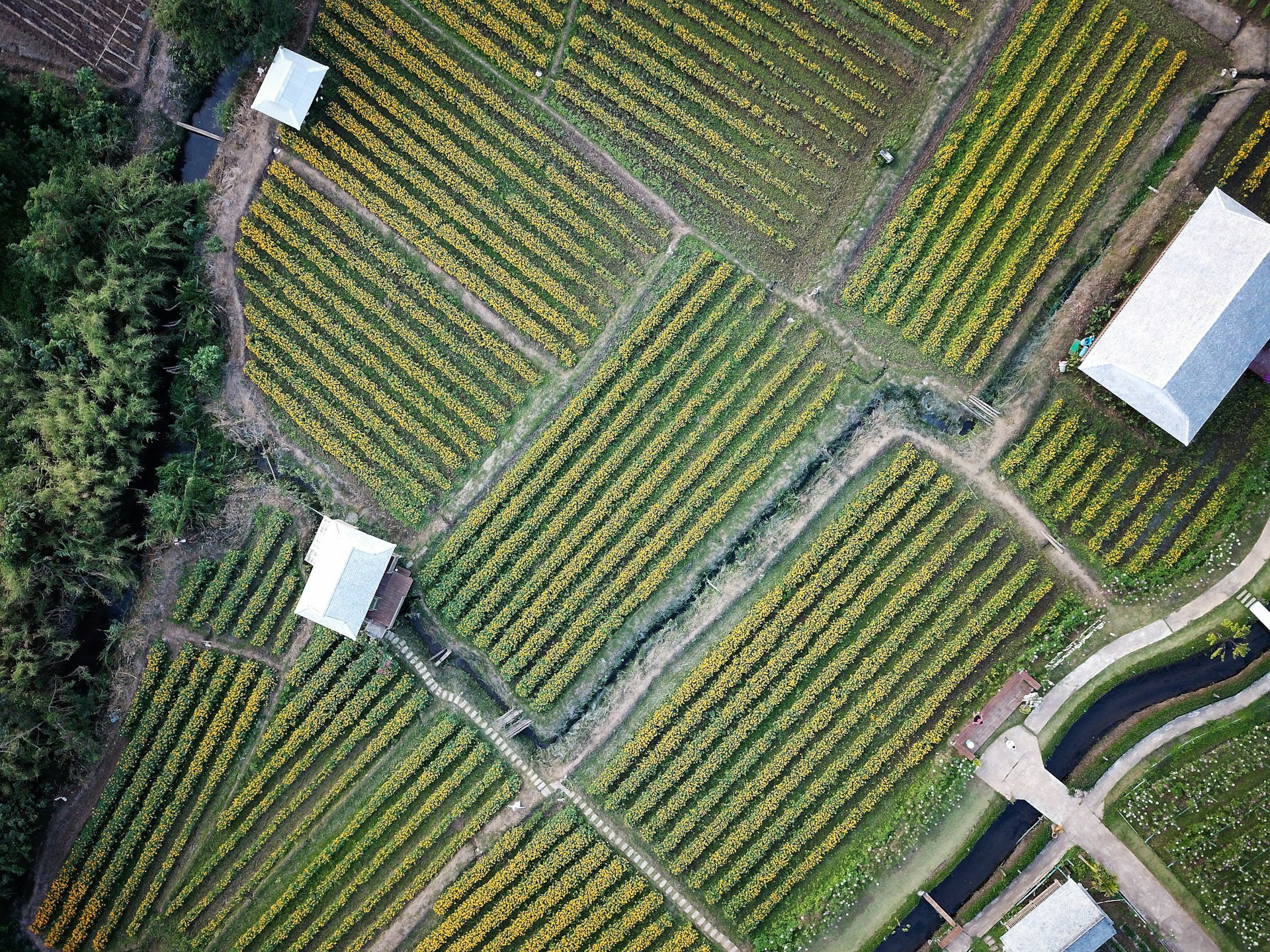 aerial photography of green field and houses at daytime