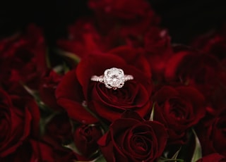 silver-colored ring on top of red roses