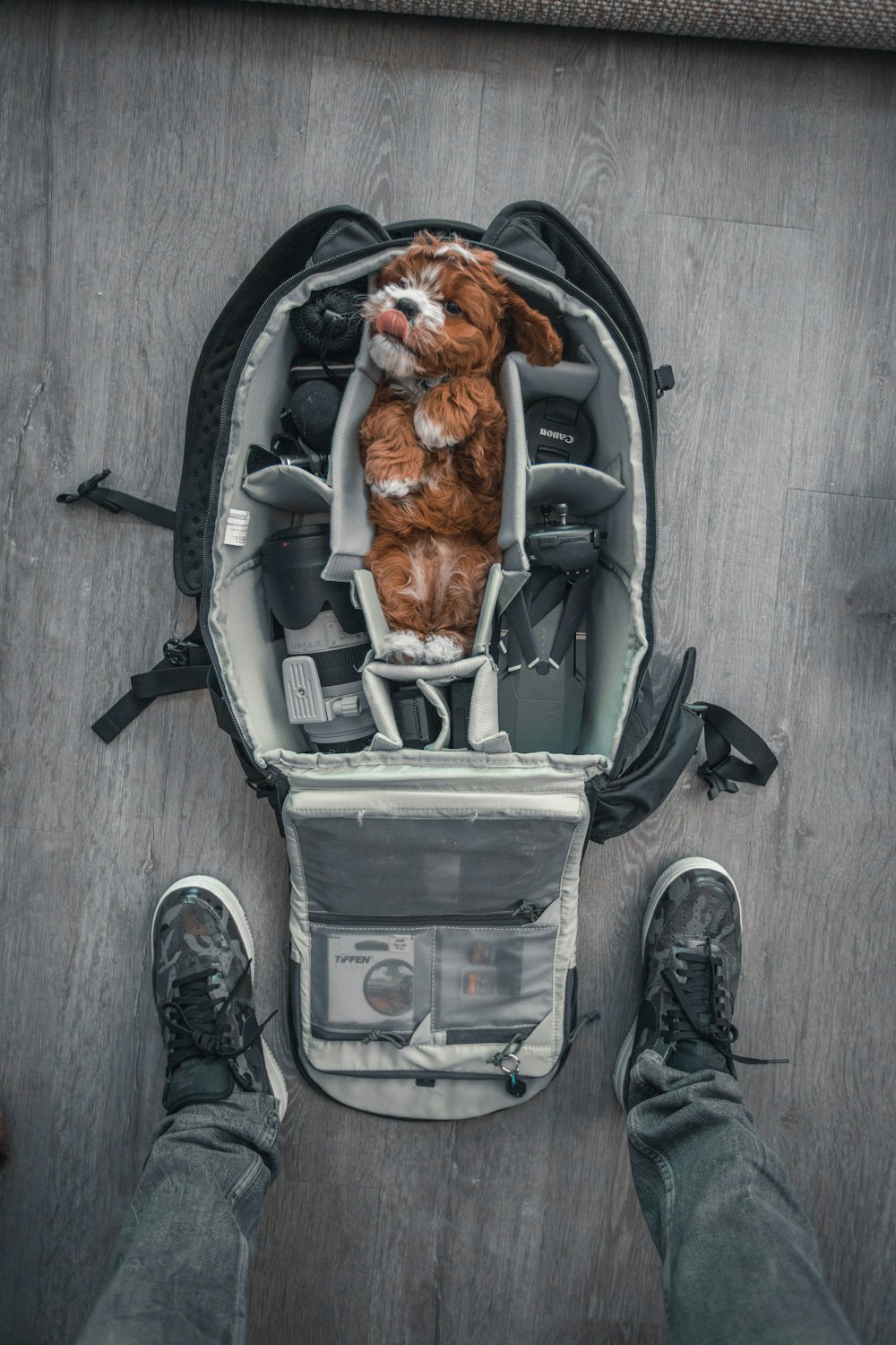 Persona cerca de cachorro marrón en bolsa de cámara gris con kit de cámara en el interior