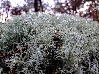 A close-up view of delicate, pale green lichen with intricate branching patterns. The background features a blur of natural woodland colors and a soft bokeh effect.