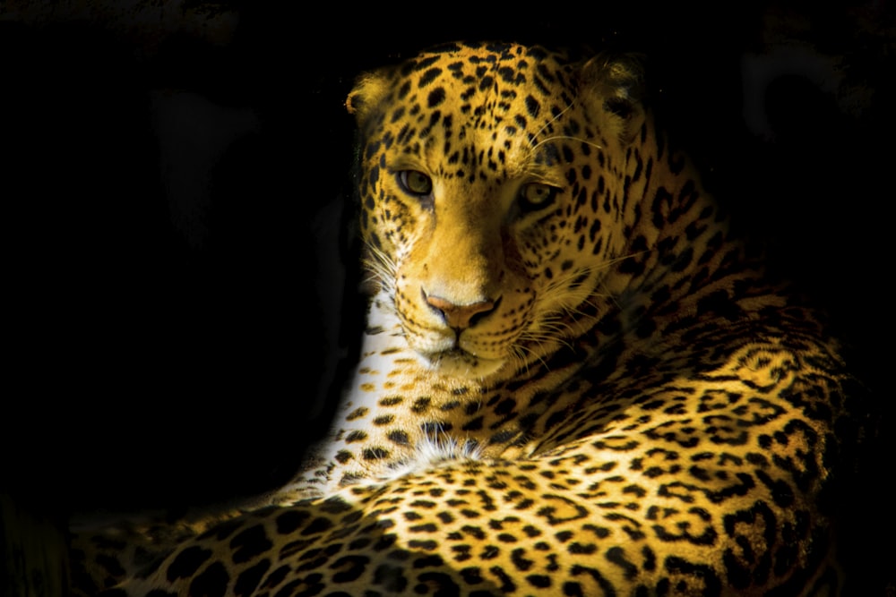foto ravvicinata di leopardo