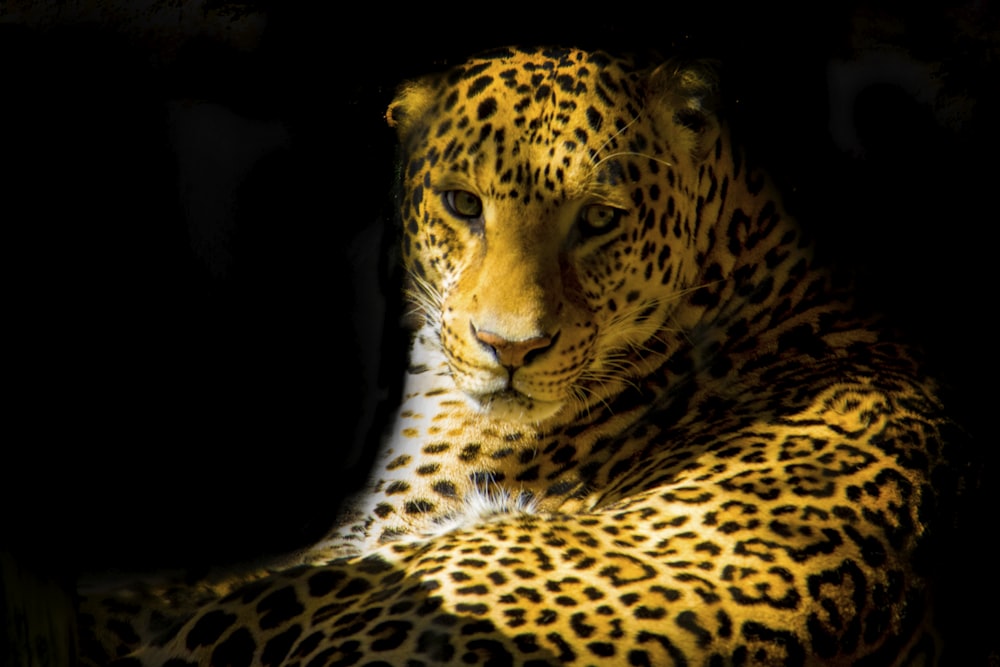 closeup photo of leopard