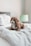 long-coated brown puppy inside room