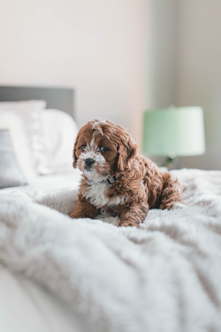 Living with a Companion Pet