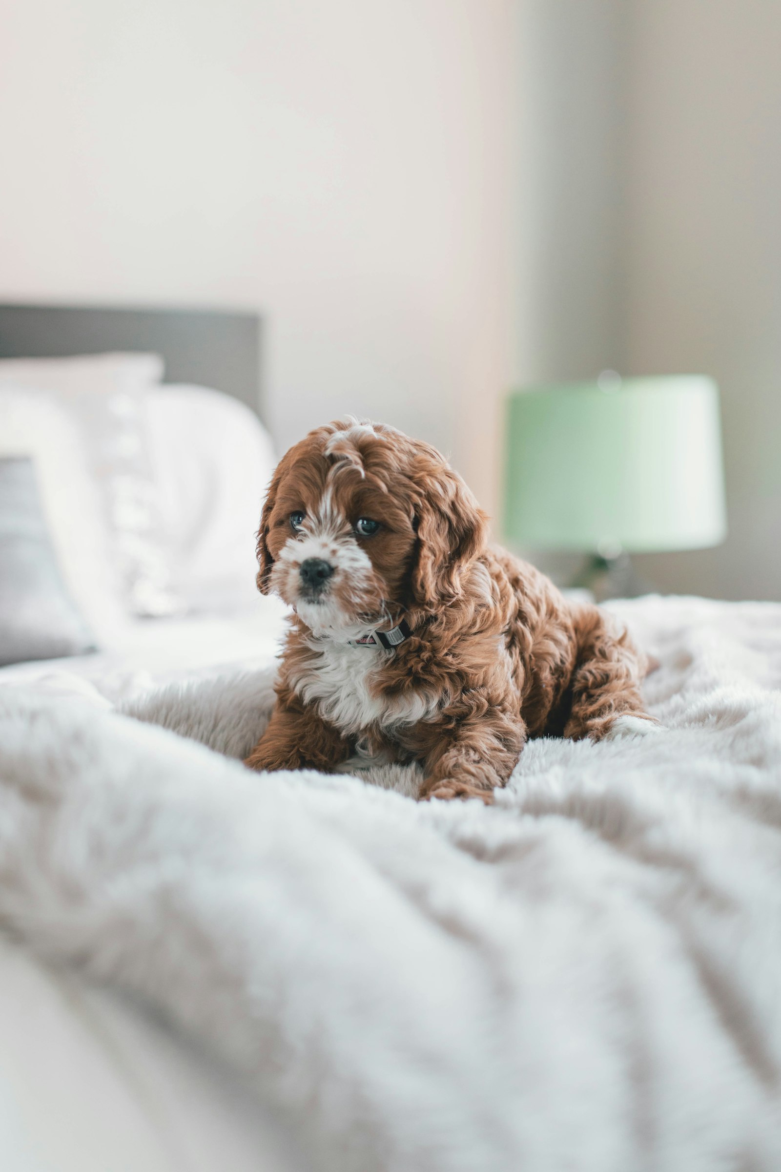 Canon EOS 5D Mark IV + Canon EF 50mm F1.2L USM sample photo. Long-coated brown puppy inside photography