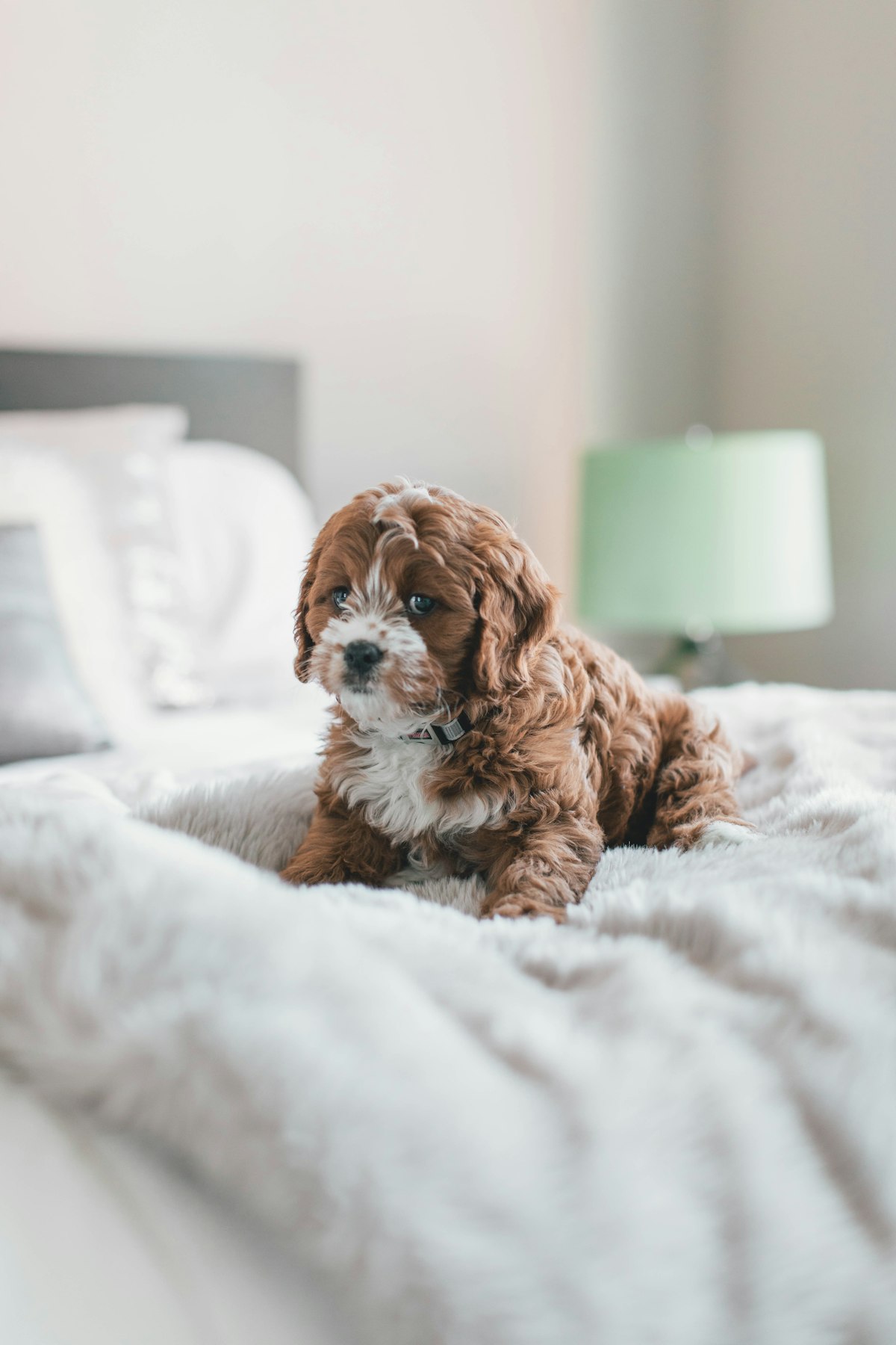 A calm puppy resting safely indoors on a bed in a cozy bedroom, away from the noise and open front door of Halloween night