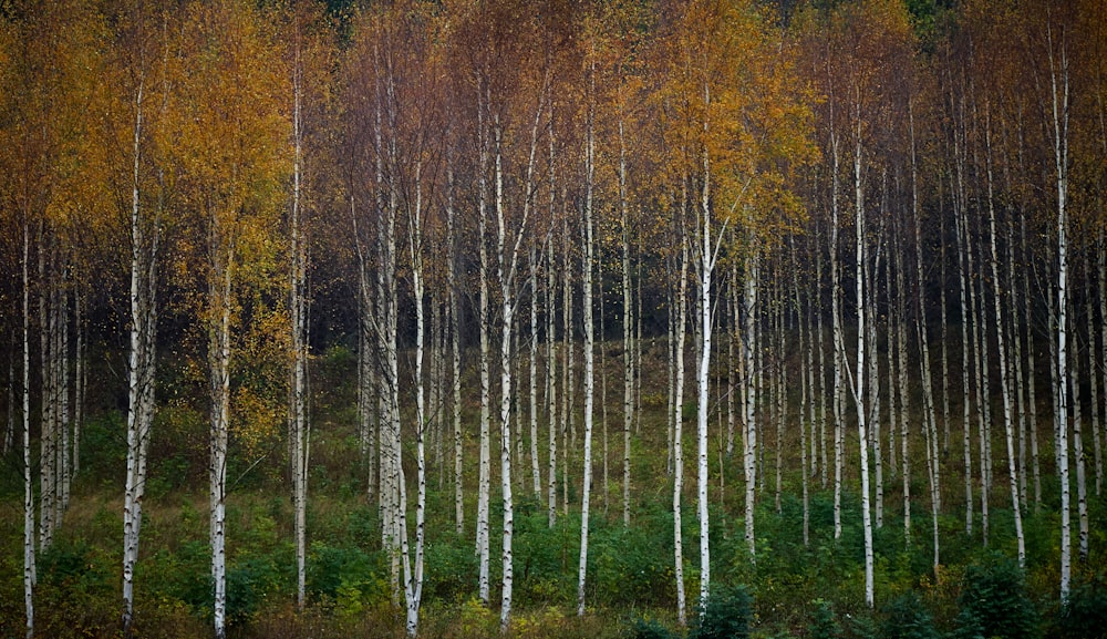 orange leaf trees