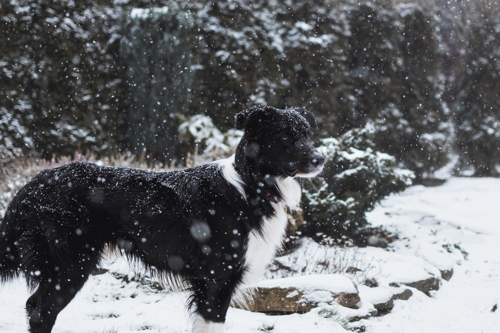 medium long-coated black and white dog standing near tree during winter