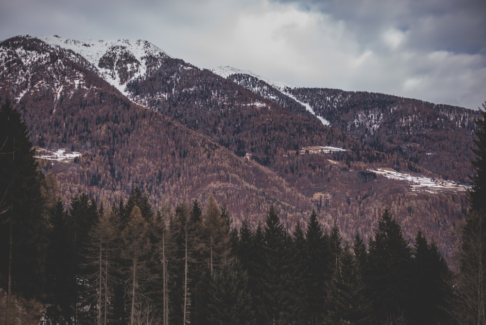 tall trees near mountain under white sky