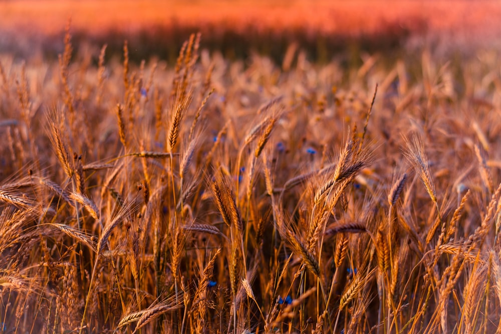 selective focus photo of brown grass field