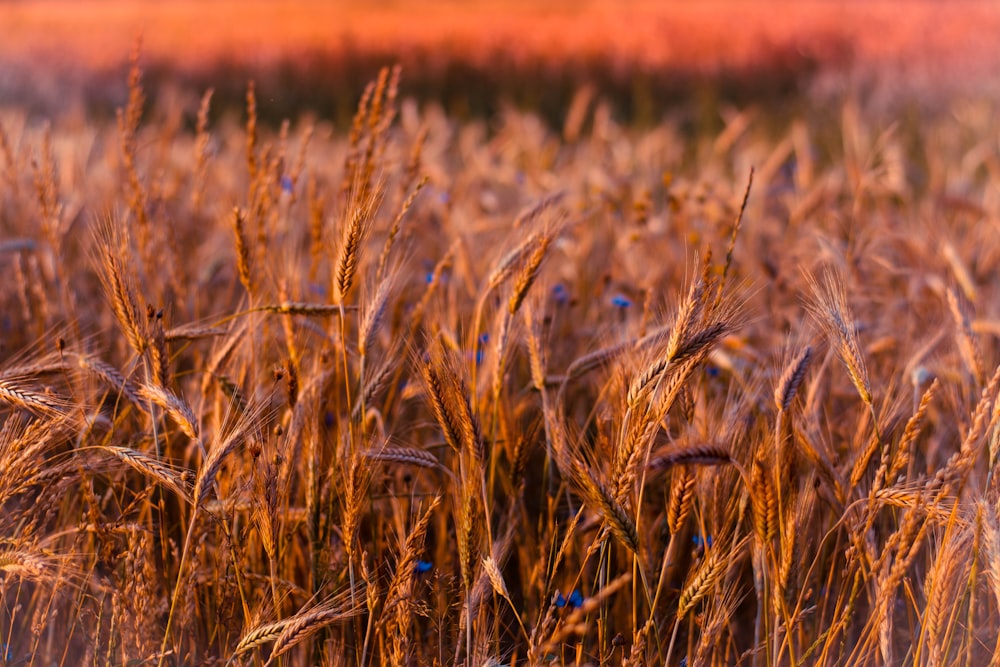 Selektives Fokusfoto eines braunen Grasfeldes