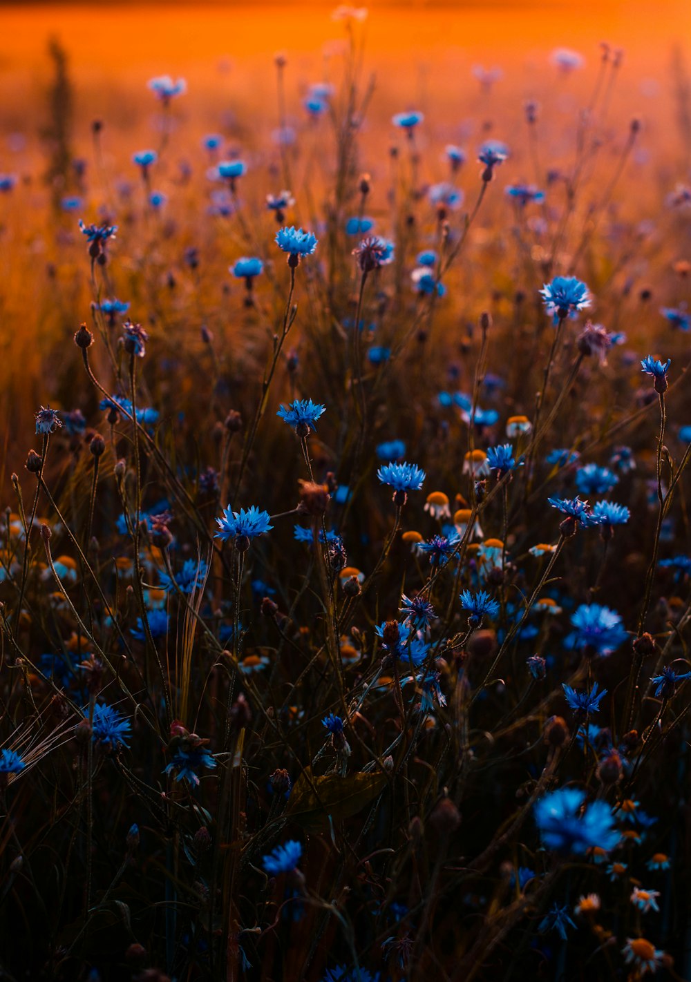 Nahaufnahme von blaublättrigen Blüten