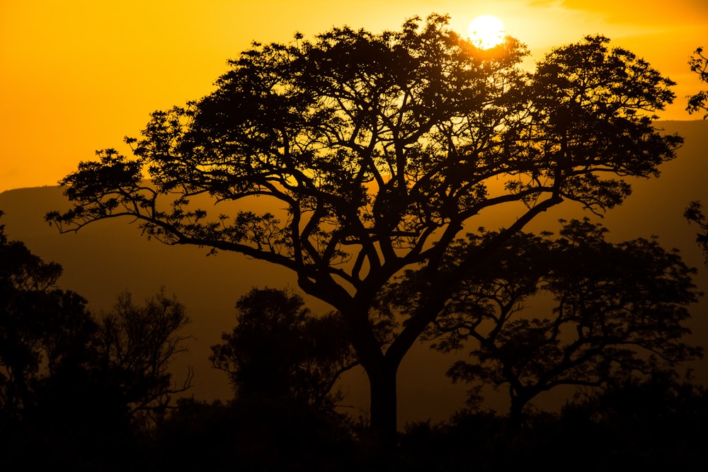 the sun is setting behind a tree in the mountains