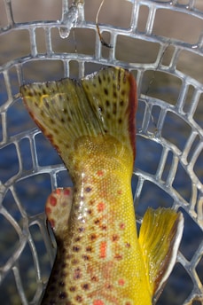 Close-up view of a fish tail with vibrant yellow and brown spots, caught in a mesh fishing net. The net has a clear, grid-like pattern and the background seems to be water, slightly out of focus.