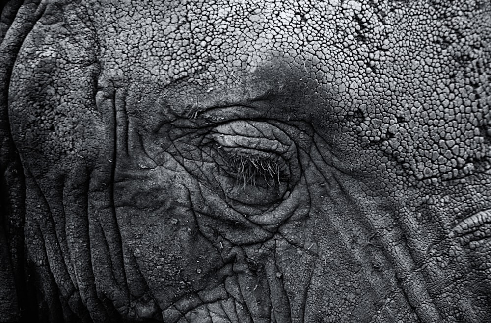 fotografia in scala di grigi dell'occhio destro dell'elefante