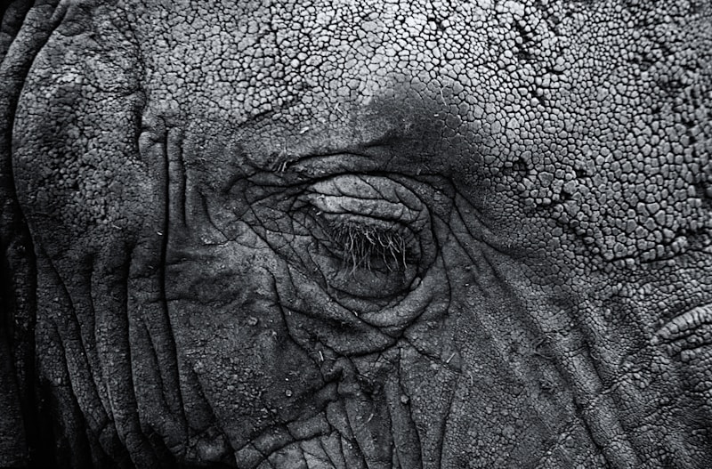 Eye wrinkles