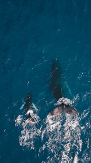 two black whales swimming in body of water