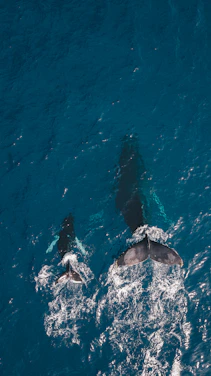 two black whales swimming in body of water
