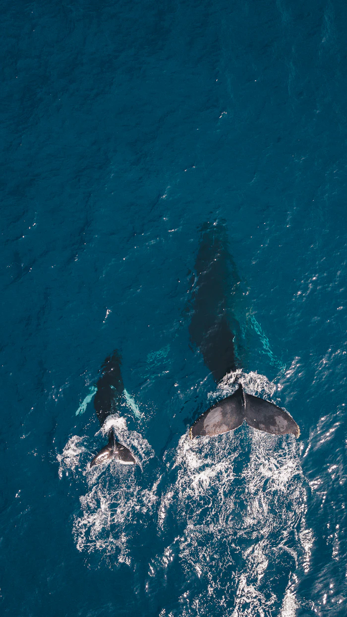 Ocean ecosystem affected by climate change