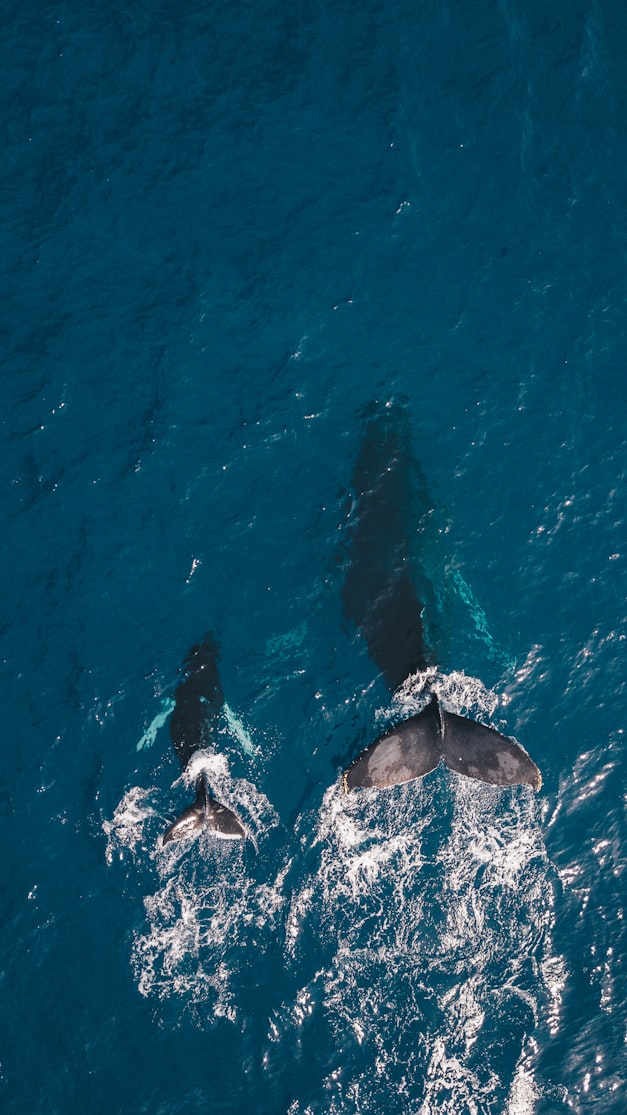Image is an arial view of a mother and baby whale swimming in the ocean