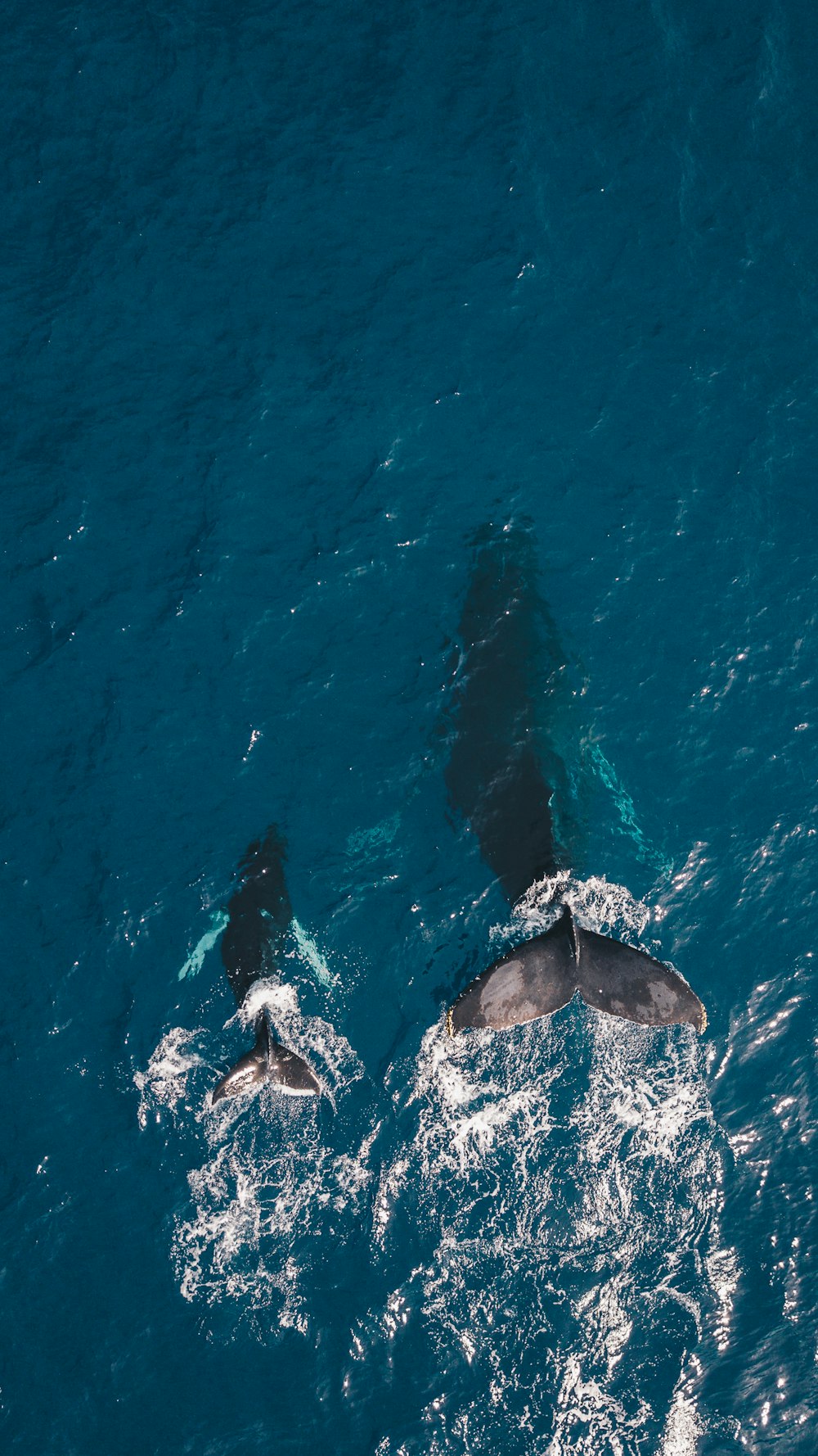 두 마리의 검은 고래가 물에서 수영하고 있습니다.