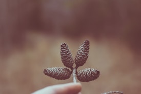four pine cones