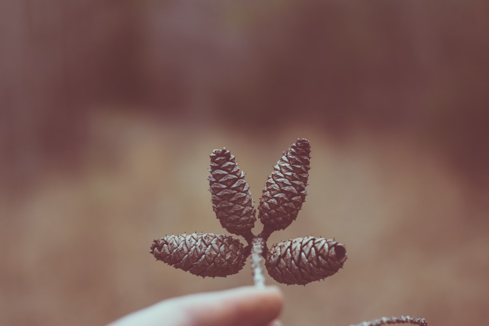 four pine cones