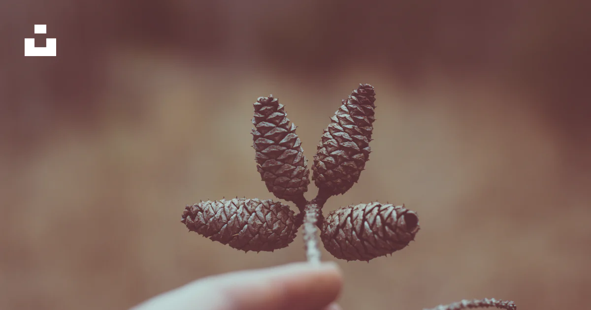Foto Cuatro piñas – Imagen Planta gratis en Unsplash