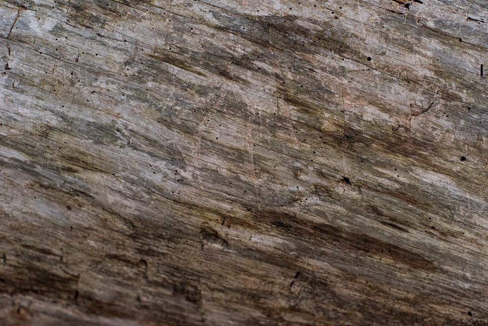 a bird is perched on a tree trunk