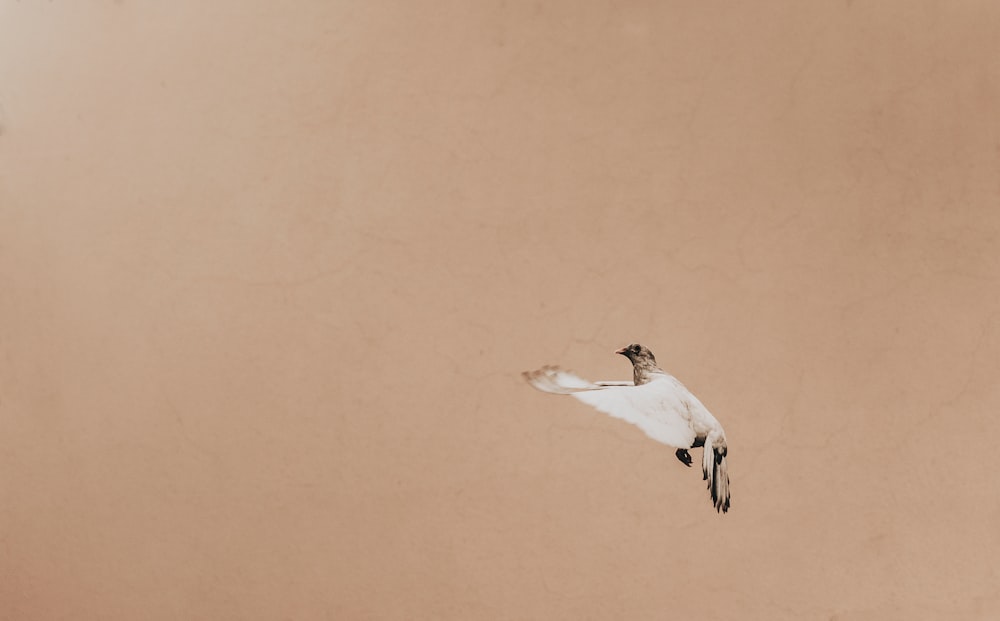 white and brown bird flying on air