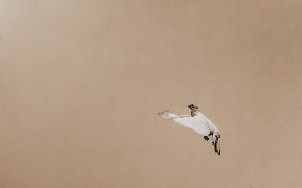 white and brown bird flying on air