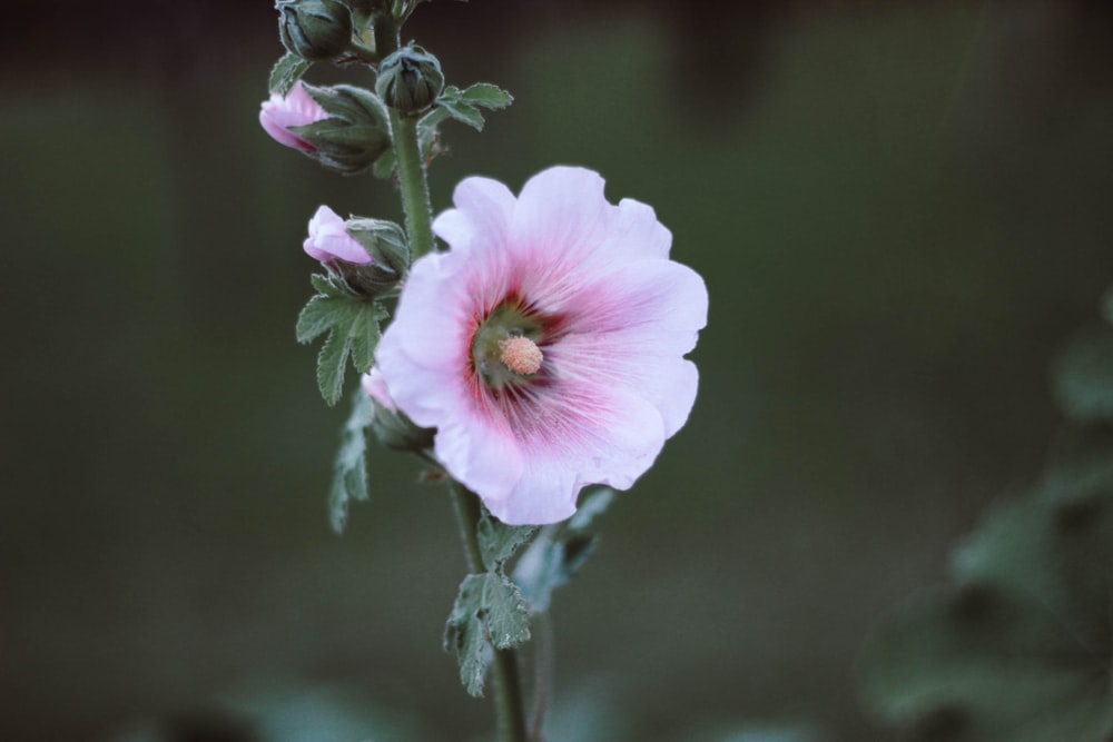 shallow shot of pink flower