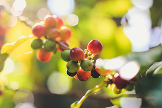 Artistic shot of coffee cherries drying on a rustic wooden patio under soft natural light.