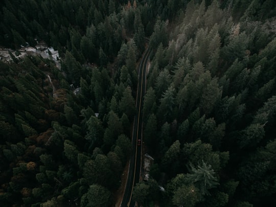 aerial photography of road on forest in Lake Arrowhead United States