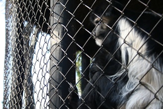 A black and white monkey is behind a wire fence, gazing through it. The mesh pattern of the fence is prominent in the foreground, creating a barrier between the observer and the animal. The monkey's expression appears contemplative as it grips the fence with one hand.