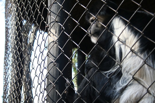 A black and white monkey is behind a wire fence, gazing through it. The mesh pattern of the fence is prominent in the foreground, creating a barrier between the observer and the animal. The monkey's expression appears contemplative as it grips the fence with one hand.