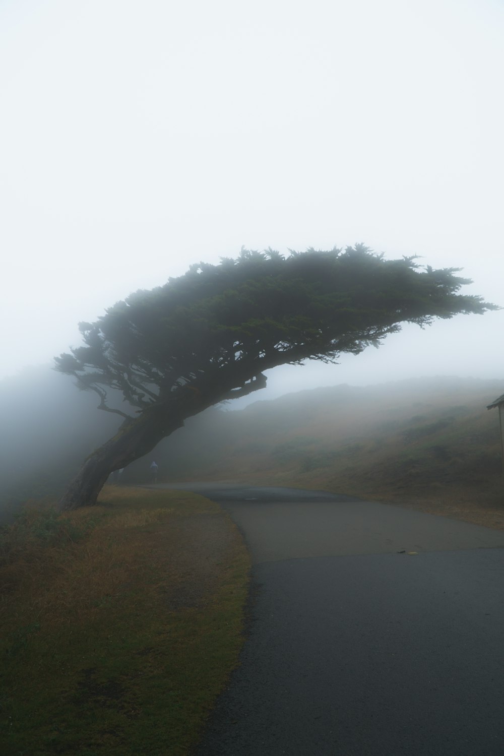 green leaf tree