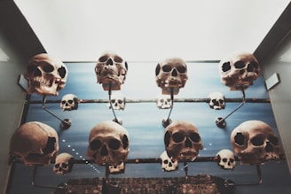 Crystal skulls displayed in a serene, glass-encased sanctuary.