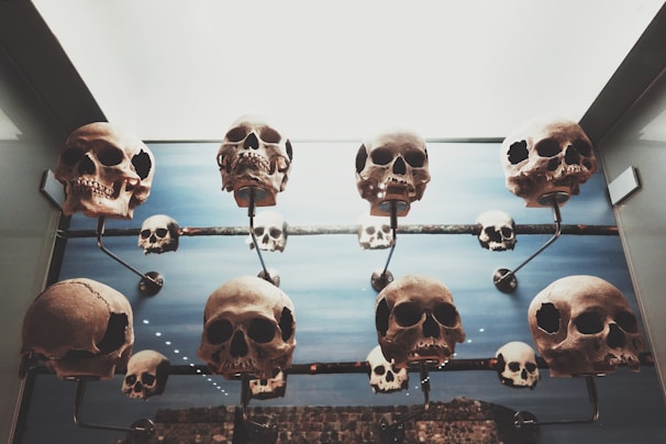 Crystal skulls displayed in a serene, glass-encased sanctuary.