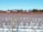 A vast field of dormant berry bushes covered in snow stretches towards the horizon. Wooden stakes support the rows of bushes, and a clear blue sky occupies the background. Evergreen trees and distant snow-capped mountains enhance the natural scenery.
