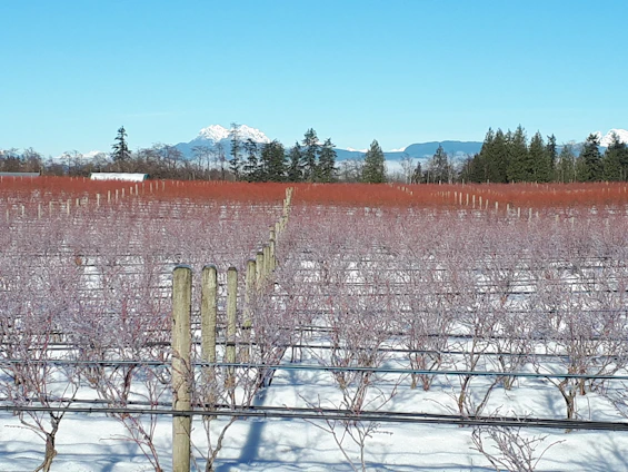 A lush green field with rows of young berry bushes under a bright blue sky in Gregory, Michigan.