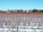 A vast field of dormant berry bushes covered in snow stretches towards the horizon. Wooden stakes support the rows of bushes, and a clear blue sky occupies the background. Evergreen trees and distant snow-capped mountains enhance the natural scenery.