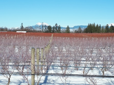 A vast field of dormant berry bushes covered in snow stretches towards the horizon. Wooden stakes support the rows of bushes, and a clear blue sky occupies the background. Evergreen trees and distant snow-capped mountains enhance the natural scenery.
