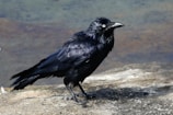 A black raven with glossy plumage stands on a rock near a body of water. Its feathers appear slightly wet or shiny, and the bird's sharp beak and attentive eyes are prominent. The background consists of shallow, calm water with subtle earthy tones.