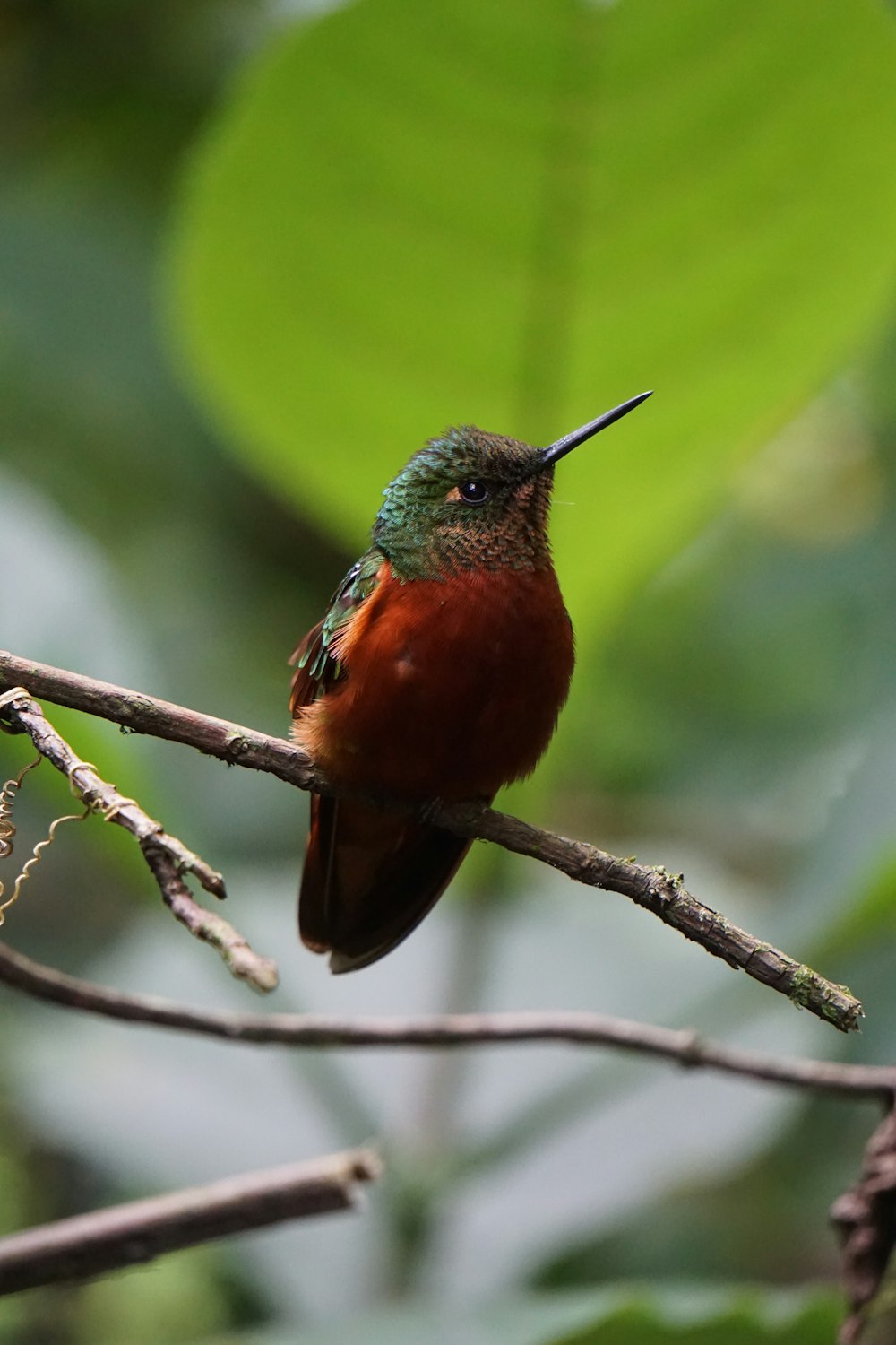 pájaro de pico largo verde y marrón en ramita