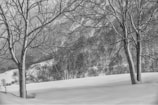 Snow-covered trees stand in a winter landscape with a backdrop of hills and leafless forest. The bare branches of the trees are outlined with a dusting of snow, creating a stark contrast against the white ground and blurry mountains in the distance.